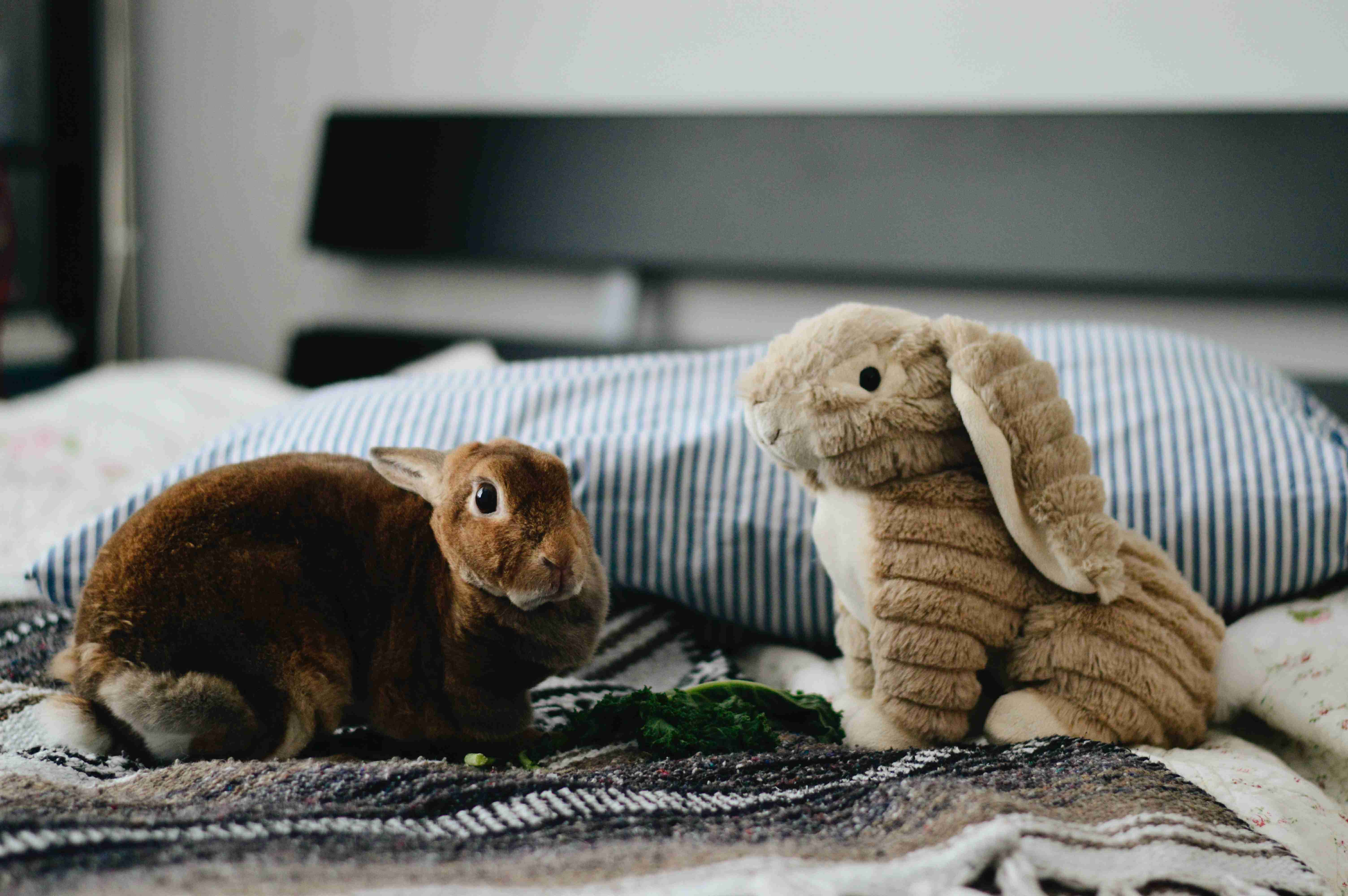 Rabbit Bedding Guide: Choosing the Best Type of Bedding for Your Furry Friend